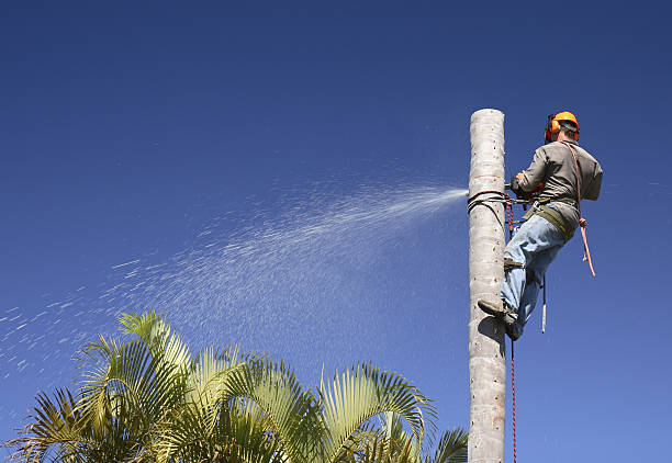 Best Tree Preservation Services  in American Falls, ID