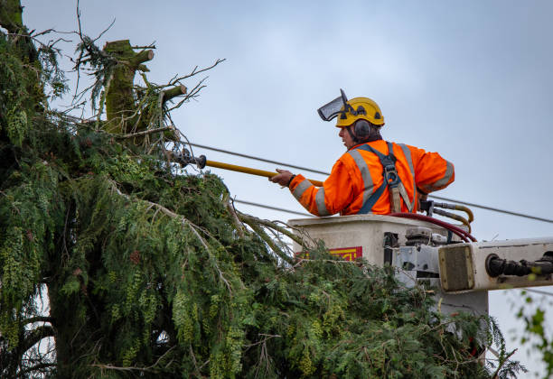Best Tree Health Inspection  in American Falls, ID