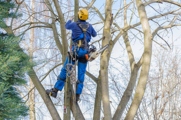 Best Tree Trimming and Pruning  in American Falls, ID