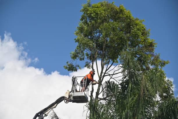 Best Emergency Tree Removal  in American Falls, ID