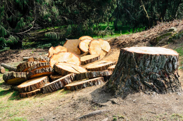 Best Aeration Services  in American Falls, ID